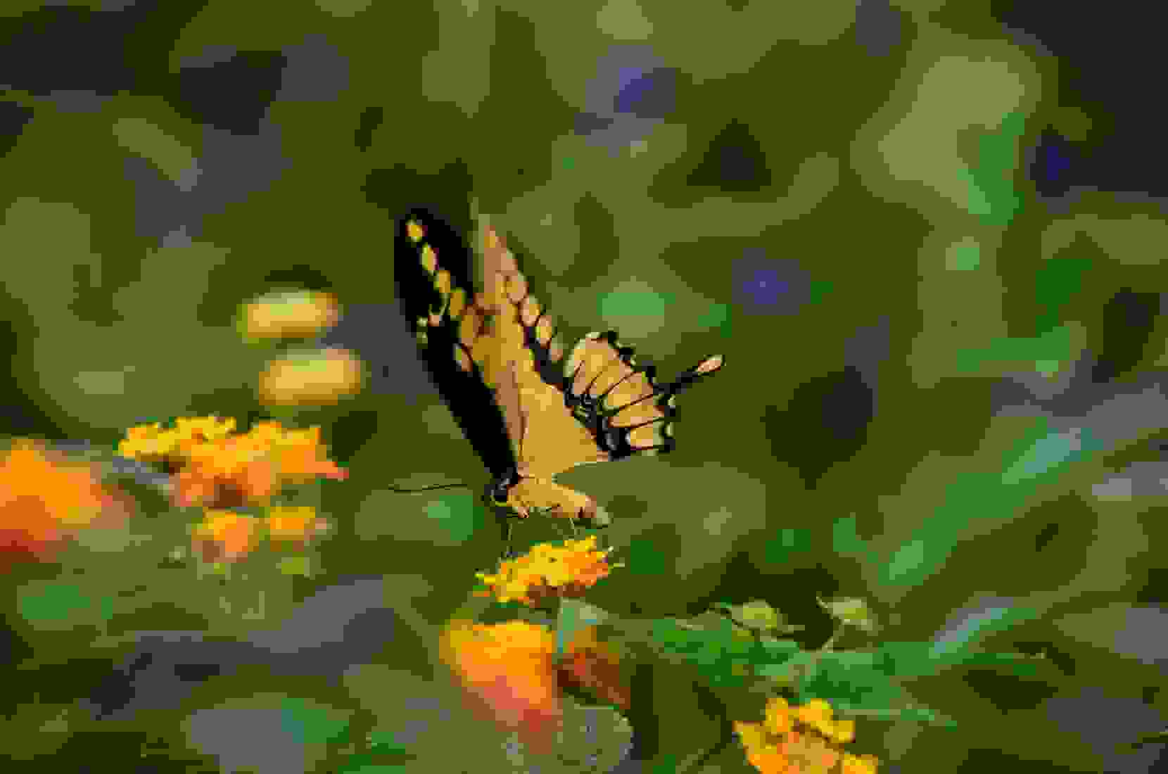 Familienausflug Papiliorama. Streife durch den Jungle Trek, einen echten Dschungel mit zahlreichen bunten Vögeln, Pekaris und erkunde die Tropenwelt auf der Brücke durch die hohen Baumkronen. 