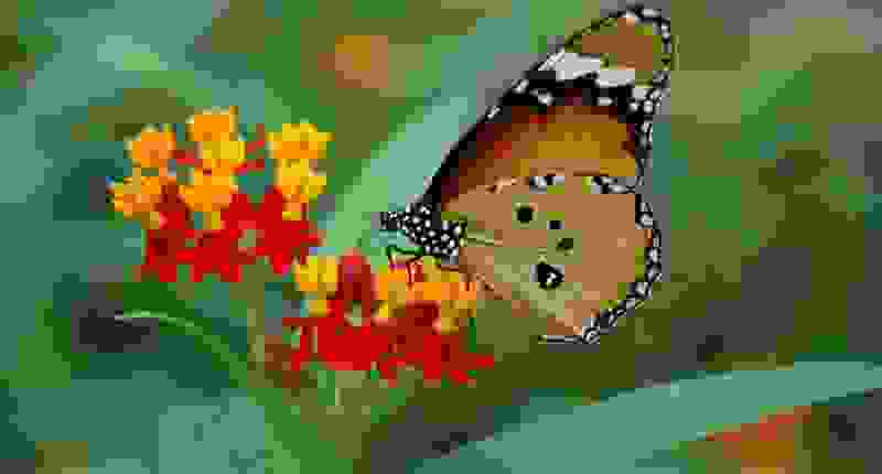 Escursione per famiglie Papiliorama. Vagate attraverso il Jungle Trek, una vera giungla con numerosi uccelli colorati, pecari ed esplorate il mondo tropicale sul ponte attraverso le alte cime degli alberi. 