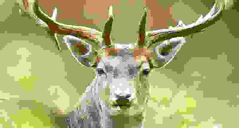 Ausflugsziele Mittelland - Familienausflug Wildpark Roggenhausen. Auf 15 Hektaren Wildtiere, seltene Haustierarten, ein Naturlehrpfad, ein Obstbaumgarten und ein Restaurant mit grossem Spielplatz. Der Park ist westlich der Stadt Aarau angesiedelt. Der Wildpark ist ganzjährig geöffnet – Eintritt gratis.  