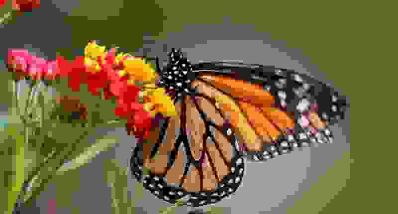Jusqu'à 50 % de réduction sur les prix d'entrée au Papiliorama Kerzers. Télécharge ton bon de réduction et plonge dans le monde fascinant des animaux et des plantes du Papiliorama Kerzers. Découvre la végétation tropicale luxuriante d'Amérique centrale avec tous ses oiseaux aux couleurs chatoyantes et ses fascinants mammifères de la forêt tropicale.