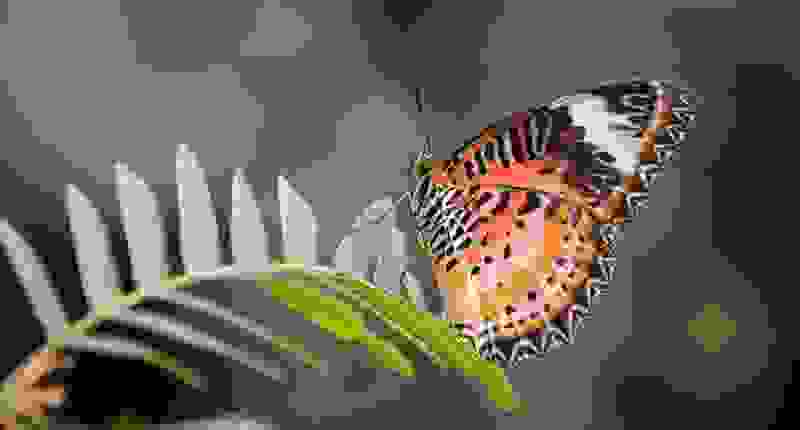 Im Papiliorama Kerzers gibt es bis zu 50% Rabatt auf die Eintrittspreise. Jetzt Gutschein herunterladen und eintauchen in die faszinierende Welt der Pflanzen und Tiere im Papiliorama Kerzers. Entdecke die üppige Tropenvegetation Mittelamerikas mit ihren farbenprächtigen Vögeln und faszinierenden Regenwaldsäugetieren.